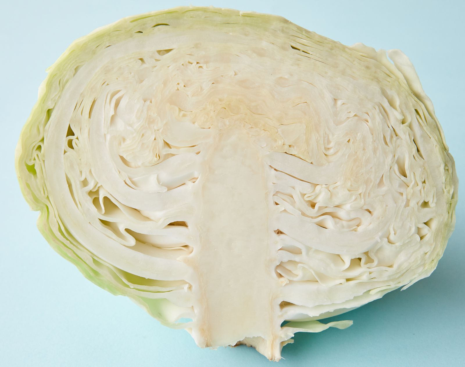 断面を見せて置かれた半分のキャベツ。保存期間の目安の説明に添える写真