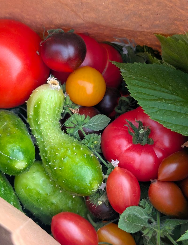 きゅうりやなす、トマトは冷蔵室ではなく野菜室で保存することを紹介するワンポイントカード